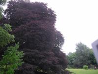 Coole Park - Ireland