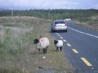 Rush hours in Connemara