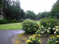 Rosengarten in Tralee - The Rose of Tralee
