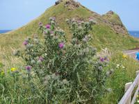 blühende Disteln an der Küste