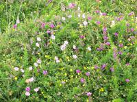 üppiges Wachstum in karger Landschaft