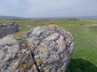 The Burren