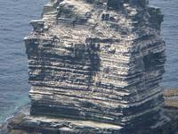 Cliffs of Moher - Tausende Seevögel brüten hier