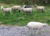 Ring of Kerry - Bei Schäfer Brandon