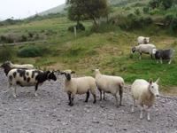 Ring of Kerry - Bei Schäfer Brandon