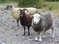 Ring of Kerry - Bei Schäfer Brandon