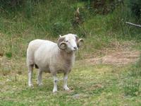 Ring of Kerry - Bei Schäfer Brandon
