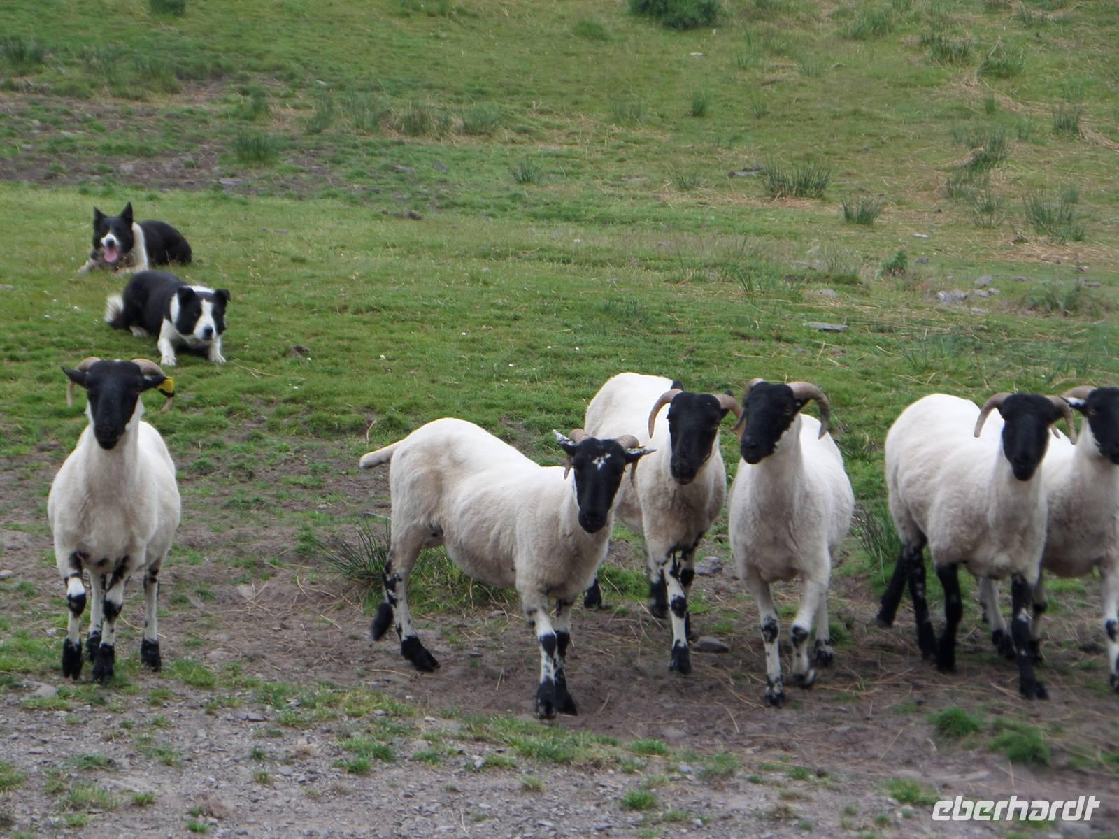Ring of Kerry - Bei Schäfer Brandon