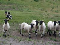 Ring of Kerry - Bei Schäfer Brandon