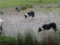 Ring of Kerry - Bei Schäfer Brandon