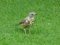 Dublin - Singdrossel