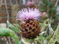 Kylemore Abbey - Artischokenblüte