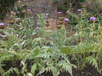 Kylemore Abbey - Artischoken