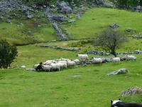 Ring of Kerry - Kissane Sheep Farm
