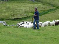 Ring of Kerry - Kissane Sheep Farm