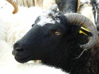 Ring of Kerry - Kissane Sheep Farm