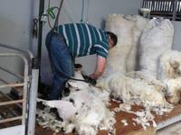 Ring of Kerry - Kissane Sheep Farm