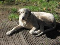 ein Irischer Wolfhund?