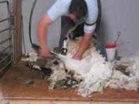 nun muss das lange Fell herunter