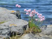 Arran IIslands - Inishmore