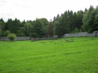 Hirsche im Coole Park