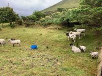 8. Tag – Ring of Kerry – Besuch beim Schäfer Brendan