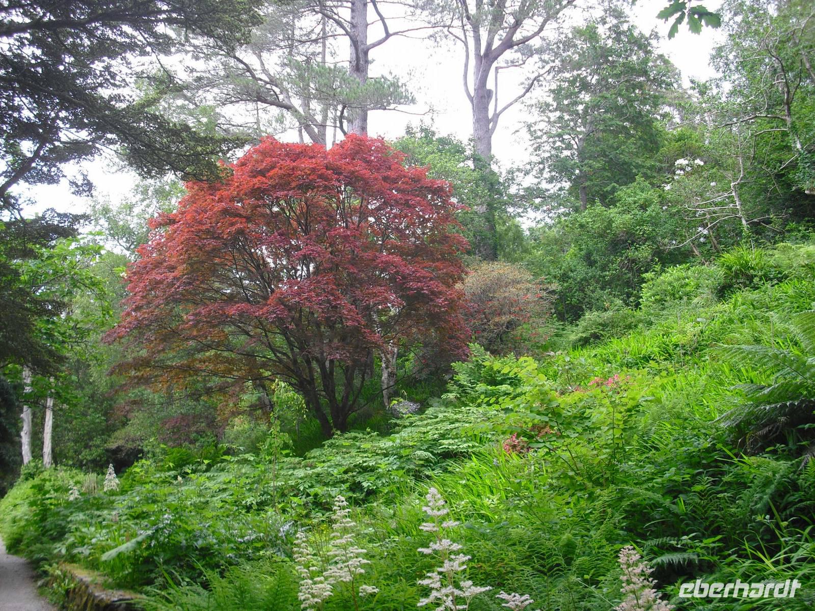 Schloßpark in Glenveagh - Irland