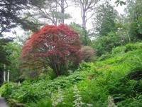 Schloßpark in Glenveagh - Irland