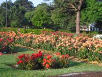 Tralee, Co. Kerry, Ireland - Rose Garden