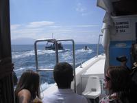 Auf der Suche nach Funghie, einem Delfin, in Dingle