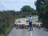 Rush Hour in Ireland