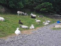Beim Schäfer Brendan Ferries im Co.Kerry, Irland