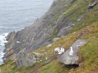 Küste bei Slea Head