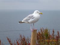 ein Dingle-Bewohner-