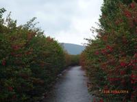mannshohe Fuchsienhecken auf Dingle