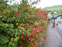 immer wieder prächtige Fuchsien