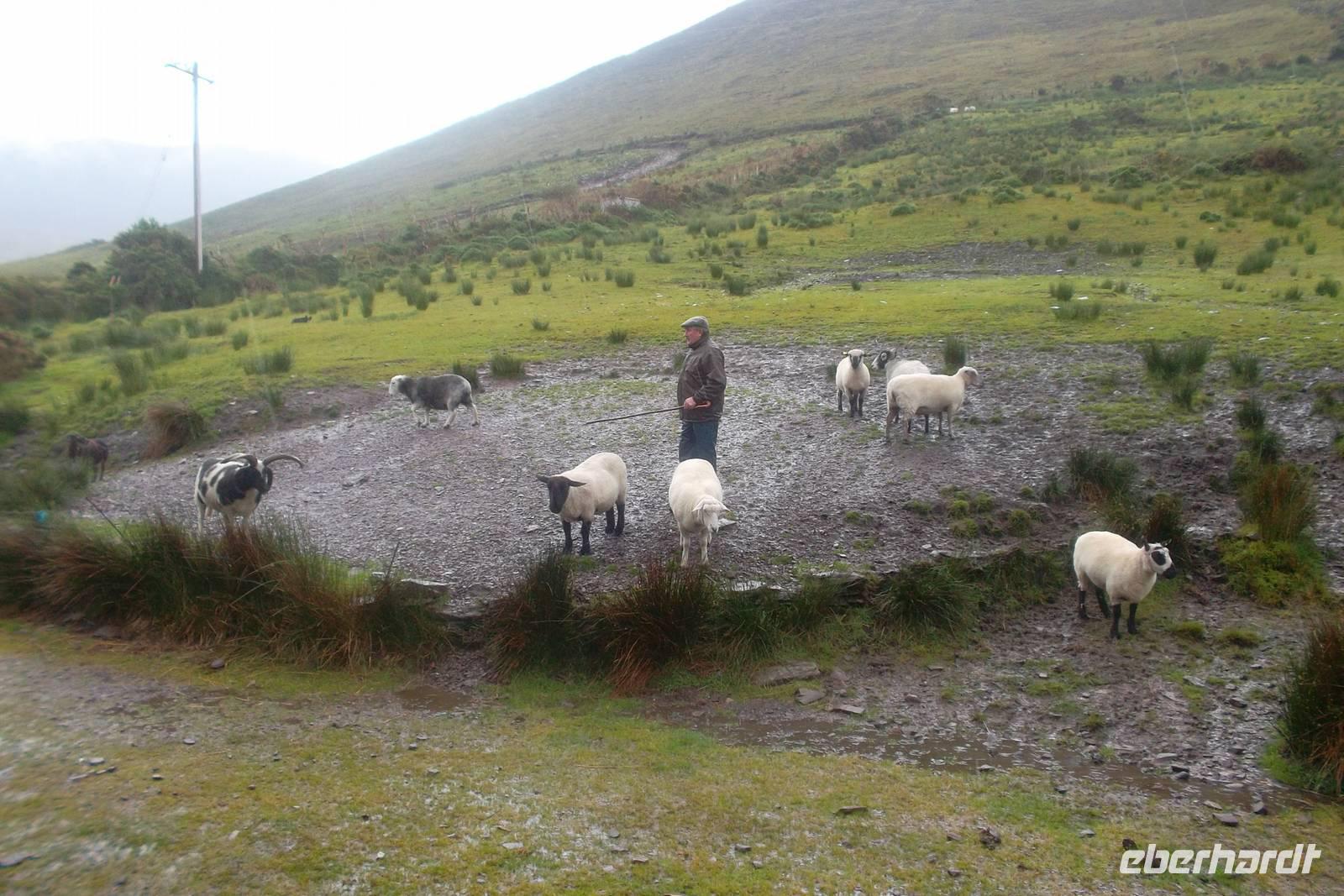Brendan führt die SChafsrassen vor