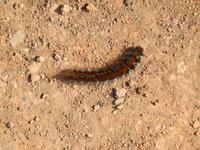 Ob aus der Raupe einmal ein Riese wird?