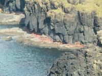 Rotes Gestein, schwarze Felsen, grüne Hänge, blaues Meer an der Riesenbrücke