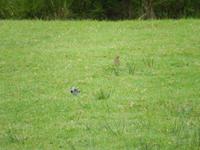 Den Vögeln im Nationalpark geht es gut