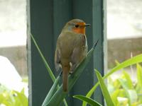 Er verirrte sich ins Gewächshaus von Glenveagh Castle
