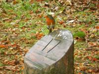 Er ist wirklich fotogen!