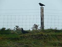 Die Krähen sind auch schon da...