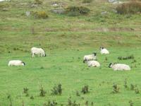 Schafe für Kerrygold?