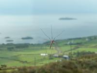 Manchmal sind Insekten wichtiger, als die Aussicht hinter ihnen...