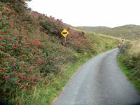 Fuchsien und schmale Straßen auf Kerry