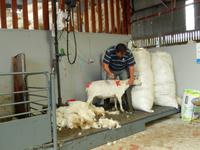 Zum Schluss noch die neue Kennzeichnung auf's Tier