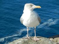 Jans Möwe auf Dingle