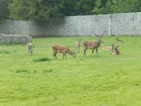 Rotwild im Coole Park
