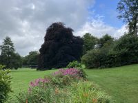 9. Reisetag – Von Gort nach Tralee – „7 Woods Trail“ in Coole Park – Autograph Tree
